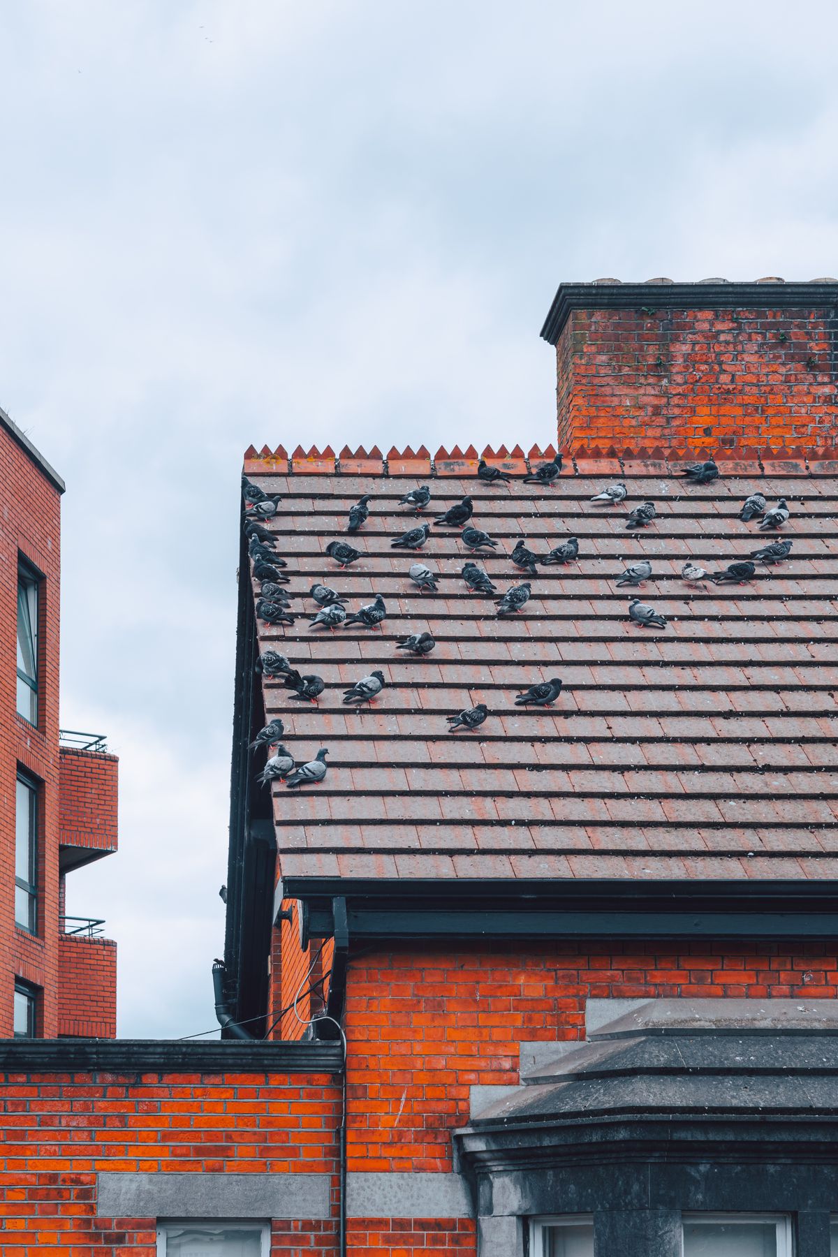 Pigeons sur une toiture — protection anti-pigeons (pics et filets) par TLS Toiture